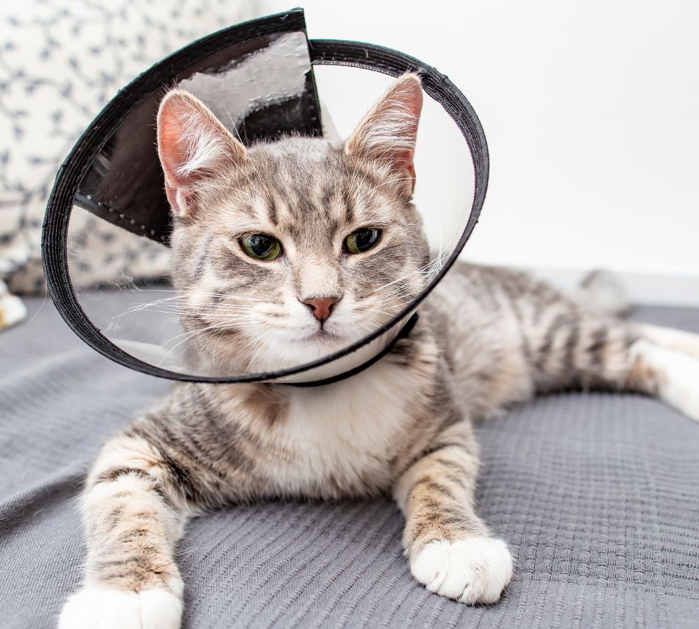 Veterinary Surgery In Arundel, ME | Mann Memorial Veterinary Clinic
