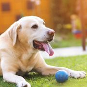 Yellow Labrador with ball in yard Yellow Labrador with ball in yard