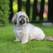 small dog sitting outside