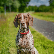 pointer dog outside