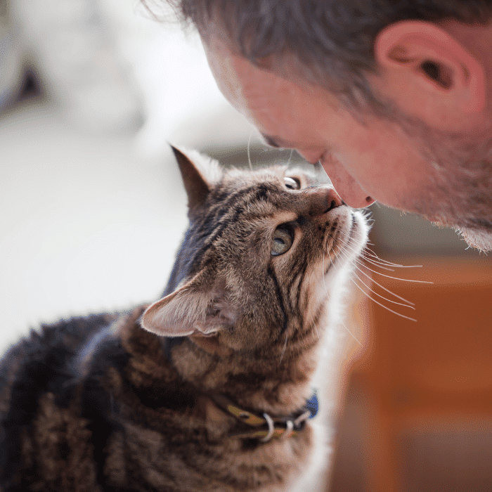 person giving attention to a cat