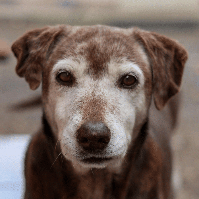 senior dog with a grey nose
